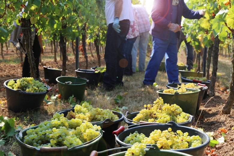 Учёные узнали происхождение современных сортов винограда